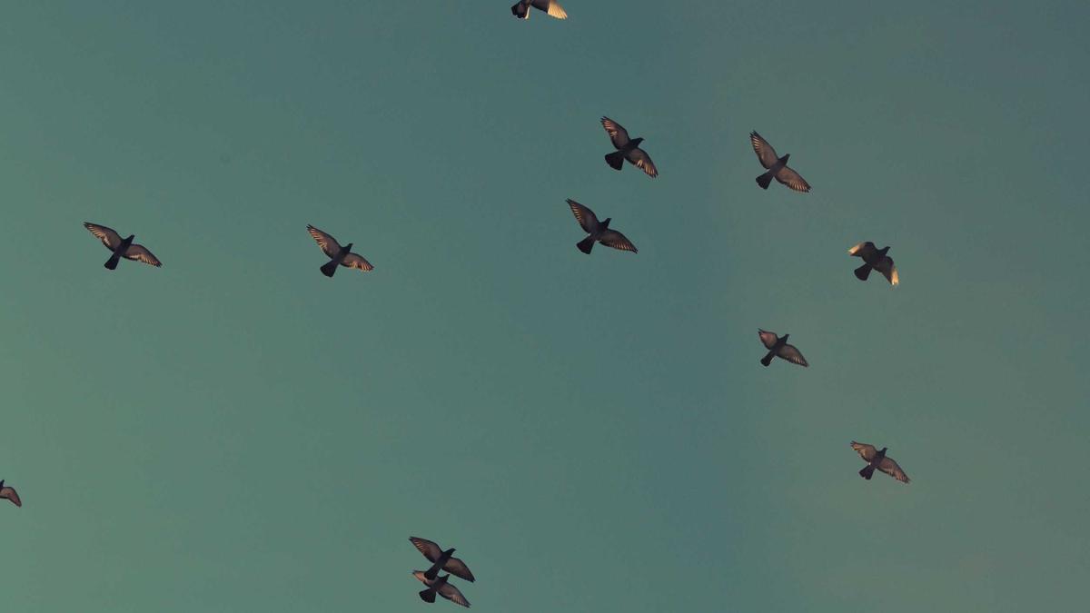 Balkonkraftwerk Kaufen