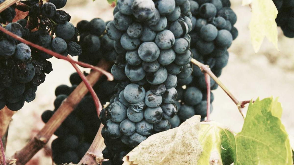 Kirschlorbeer Schneiden