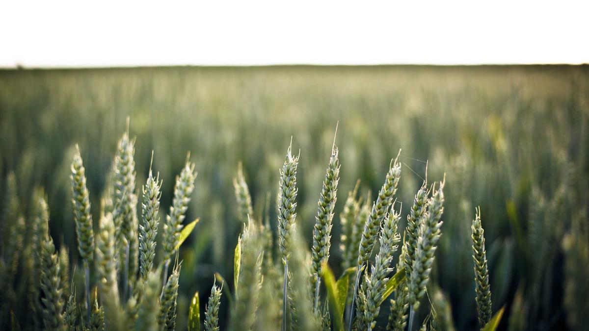 Knipex Abisolierzange