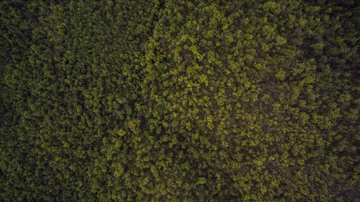 Kräuterseitlinge Züchten