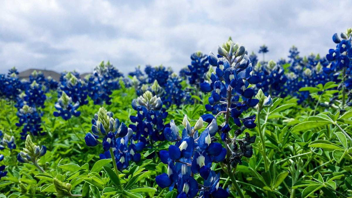 Modernisierung Eigenheim