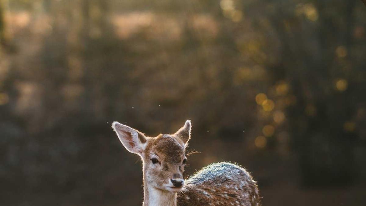 Rasen Frühling Rasen Frühling