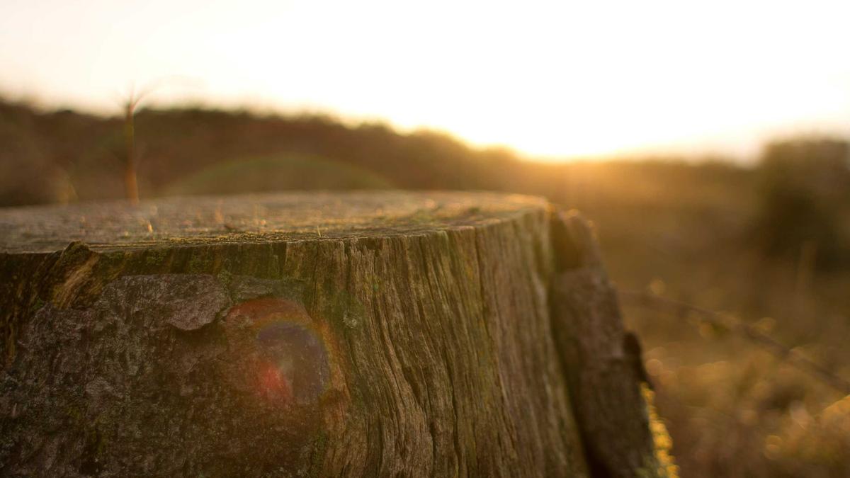 Teleskop Heckenschere