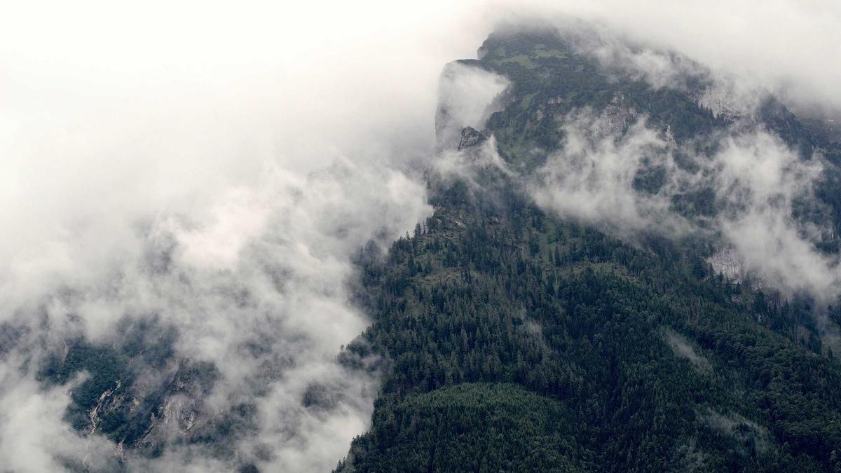 Chlorose Behandeln Chlorose Behandeln