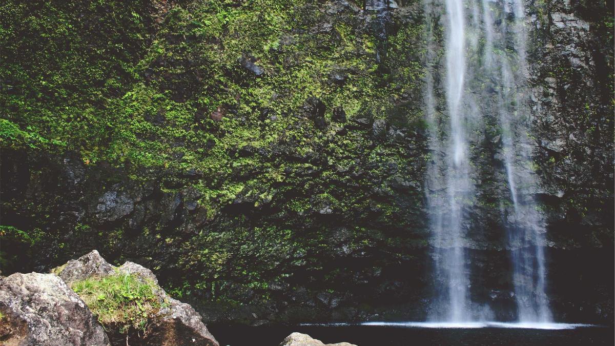 Champignons Einfrieren