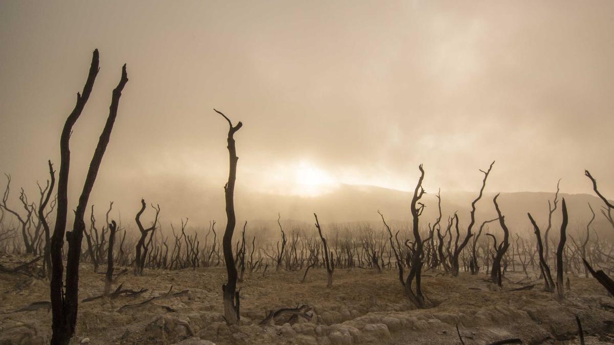 Stahlwille Drehmomentschlüssel