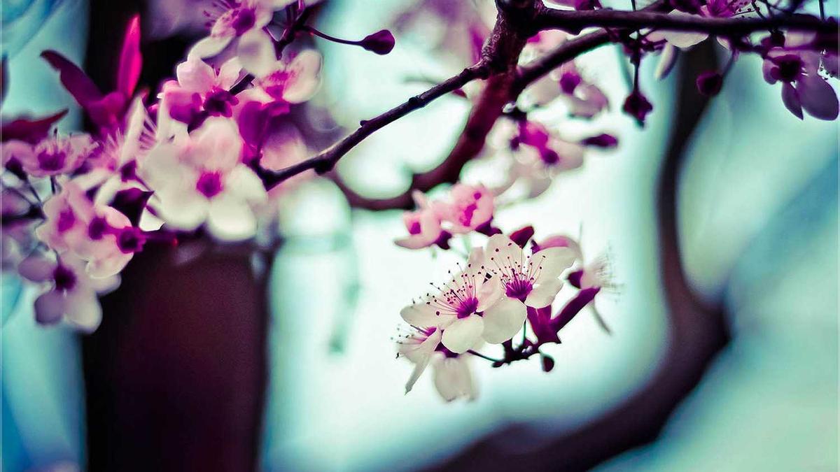 Winterharter Oleander