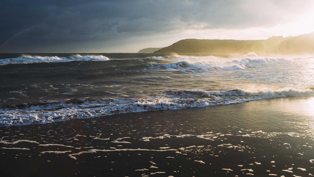 Winterharter Oleander