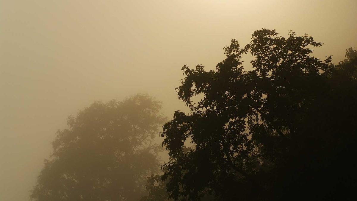 Apfelbaum Düngen