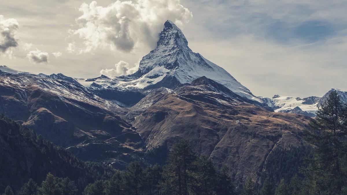 Winterharte Alpenveilchen